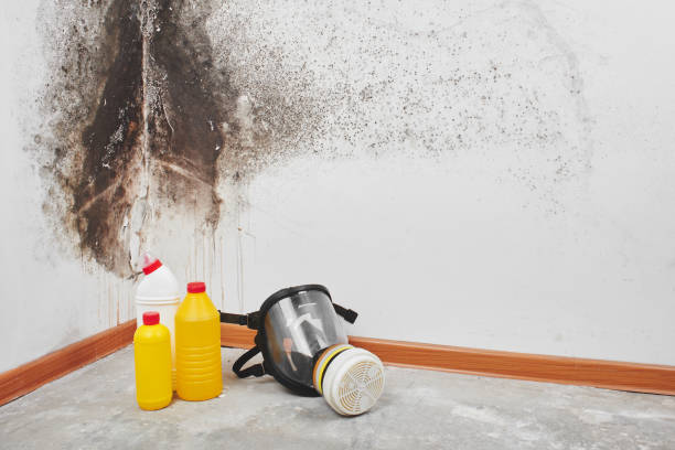 Best Fast Mold Removal  in Mount Airy, NC