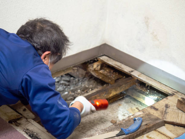 Attic Mold Removal in Mount Airy, NC