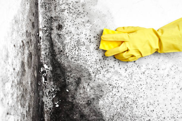 Best Mold Remediation  in Mount Airy, NC