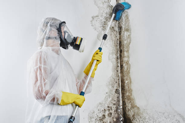 Best Mold Testing  in Mount Airy, NC