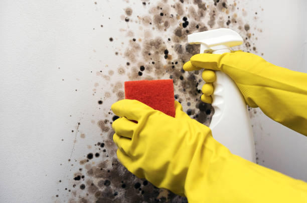 Best Residential Mold Removal  in Mount Airy, NC