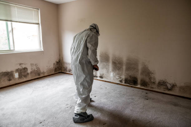 Best Affordable Mold Removal  in Mount Airy, NC