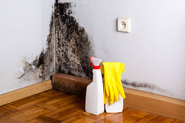 Best Mold Removal Near Me  in Mount Airy, NC