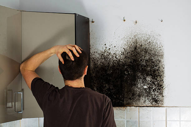 Best Same-Day Mold Removal  in Mount Airy, NC