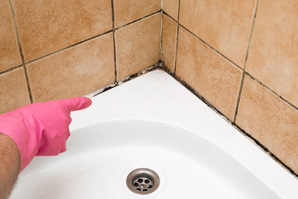 Best Same-Day Mold Removal  in Mount Airy, NC